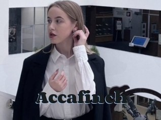 Accafinch
