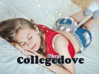 Collegedove