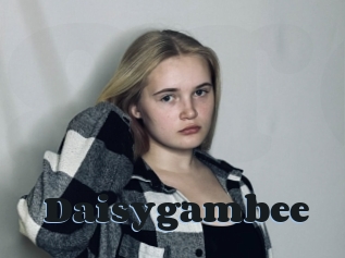 Daisygambee